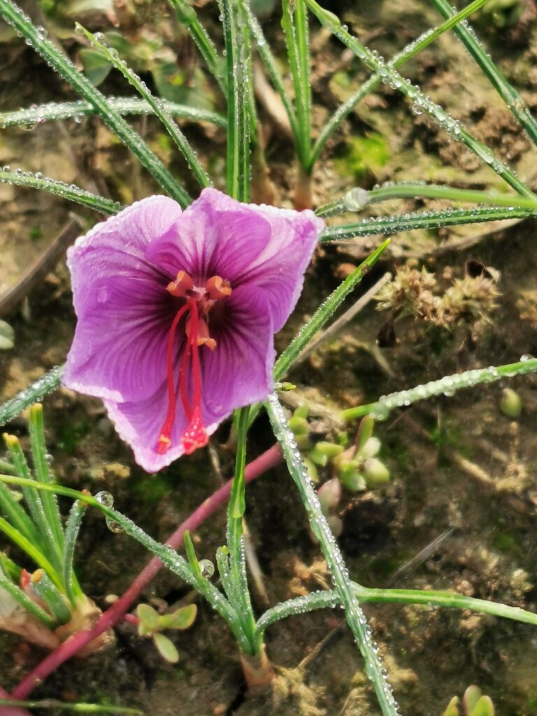 fiore di zafferano